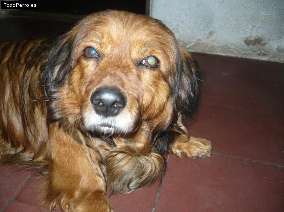 Foto del perro Corcho