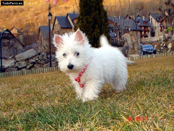 Foto del perro Tanke