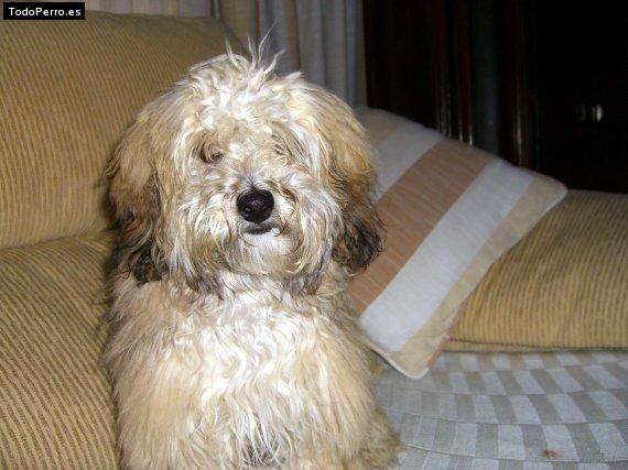 La foto del perro Latz Foto del perro Latz