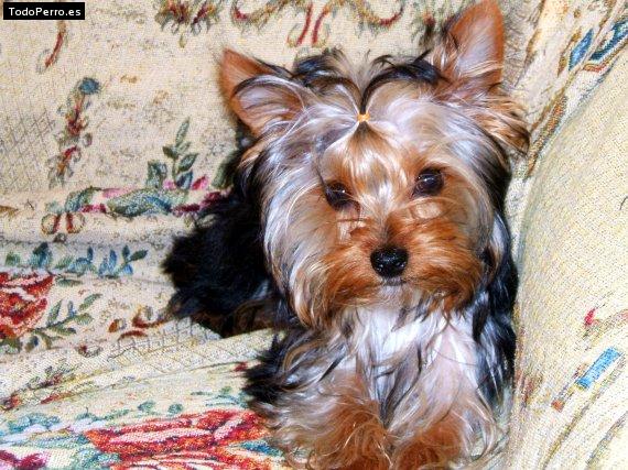 La foto del perro Lolo Foto del perro Lolo