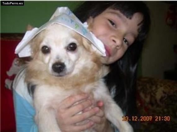 Foto del perro Cuchi