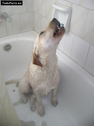 La foto del perro