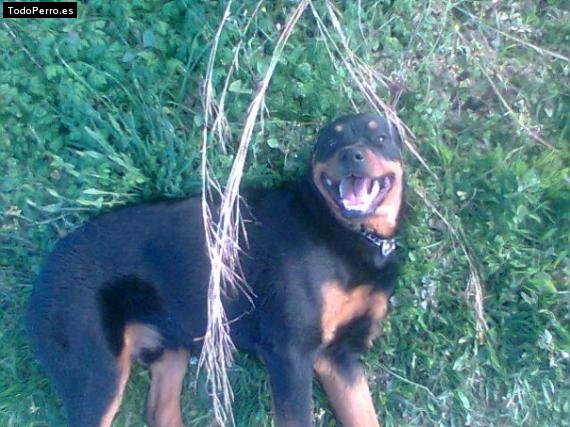 Foto del perro Aaron