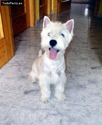 La foto del perro Sacha Foto del perro Sacha