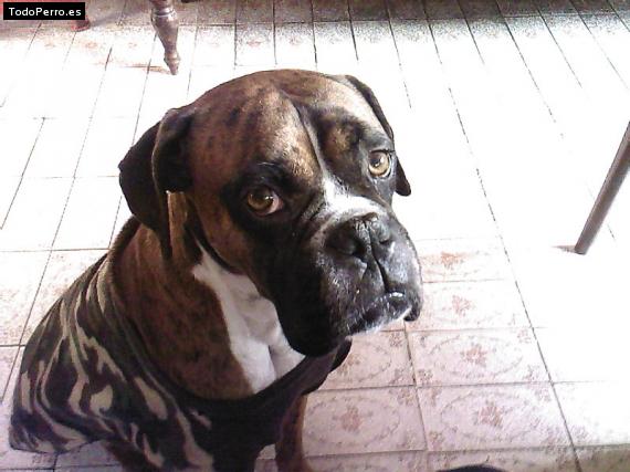 Foto del perro Rayo