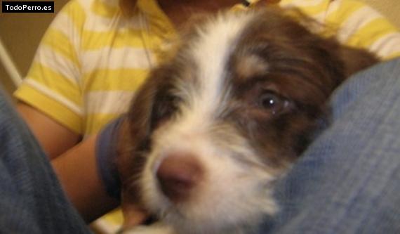 Foto del perro Coffee