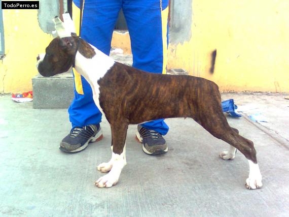 Foto del perro Walter