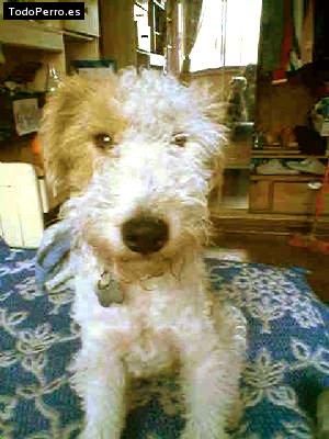 La foto del perro Manchas Foto del perro Manchas