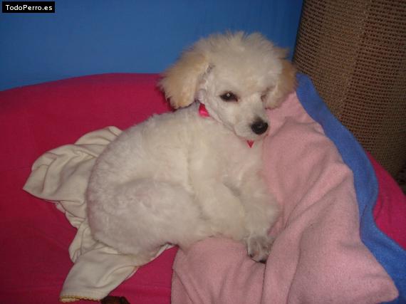 Foto del perro Cleo
