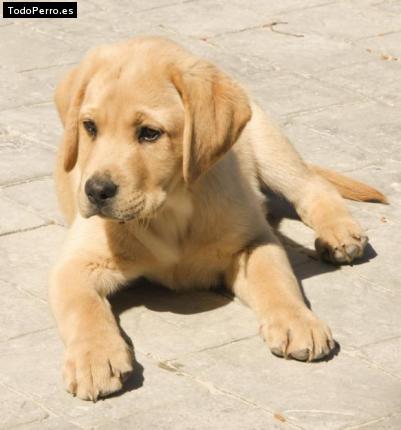 Foto del perro Lili