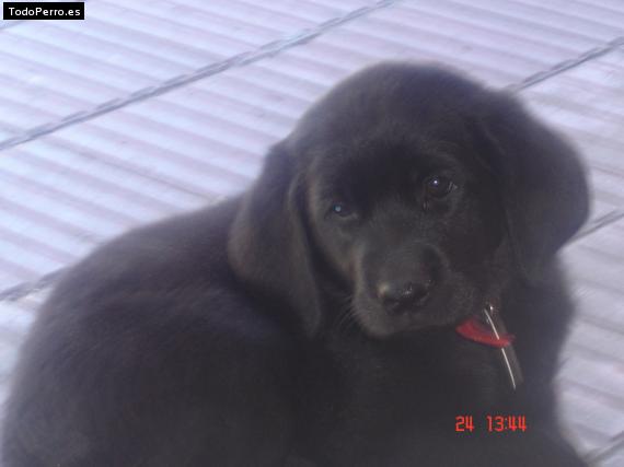 Foto del perro Uma