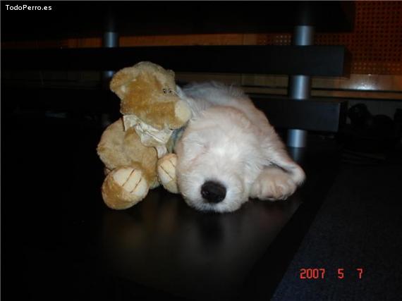 La foto del perro Ramon Foto del perro Ramon