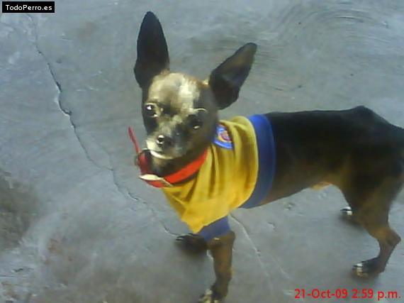 Foto del perro Roky