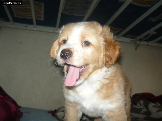 Foto del perro Cody