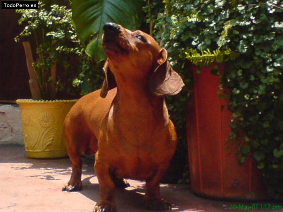 Foto del perro Hanz