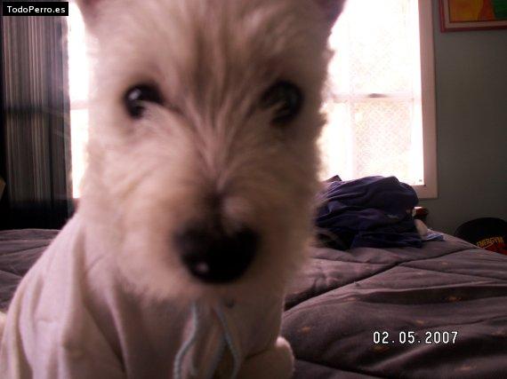 Foto del perro Chaska