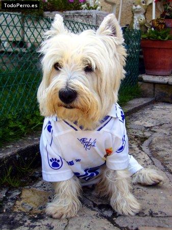 Foto del perro Ricky