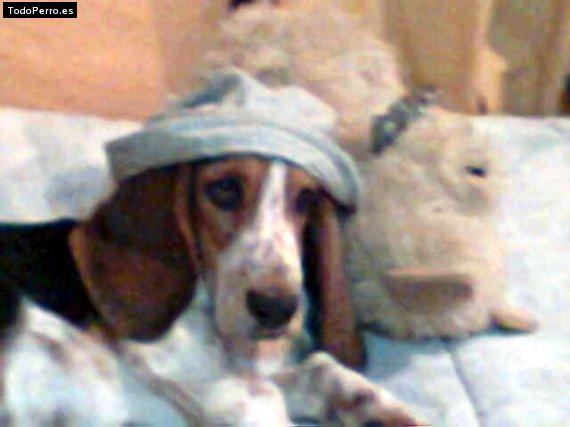 La foto del perro Camilo Foto del perro Camilo