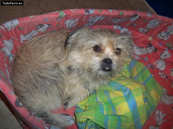 Foto del perro Reina