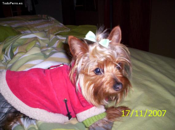 La foto del perro Juliette Foto del perro Juliette