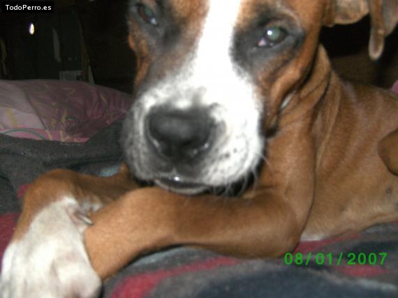Foto del perro Rocko