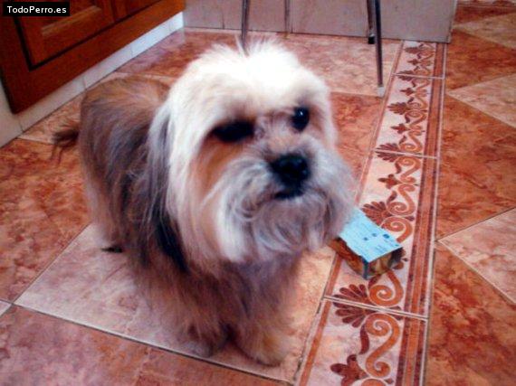 La foto del perro Cookie Foto del perro Cookie