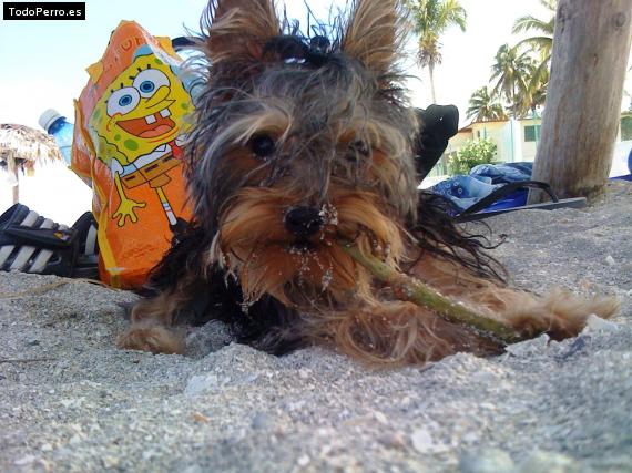 La foto del perro Jhonny Foto del perro Jhonny