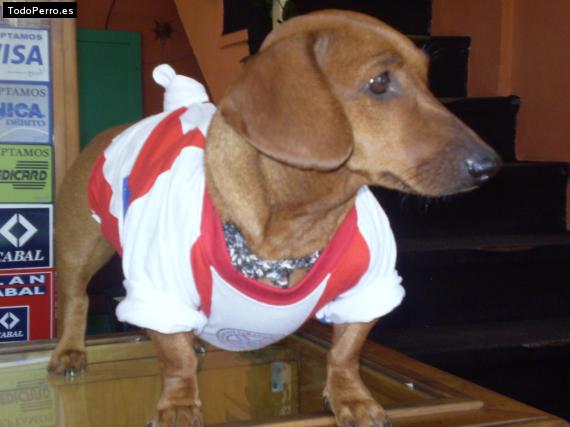 Foto del perro Chiquitita