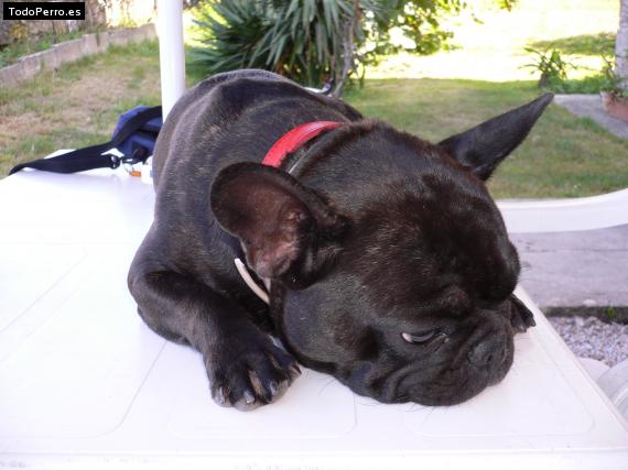 La foto del perro