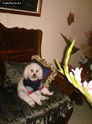 Foto del perro Cotton