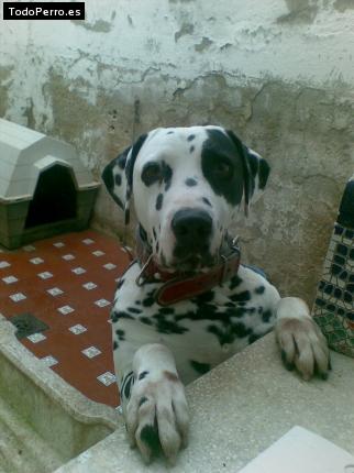 Foto del perro Conde