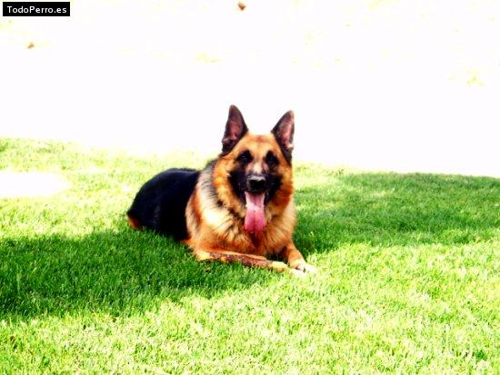 Foto del perro Rocky
