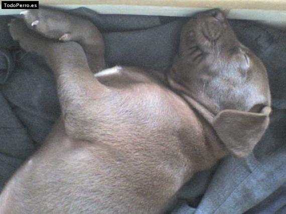 Foto del perro Nadji