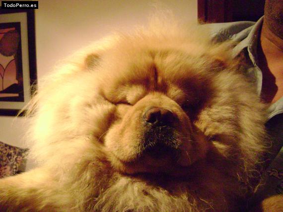 Foto del perro Iambo