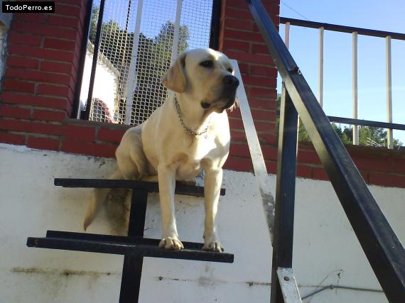 Foto del perro Zeus