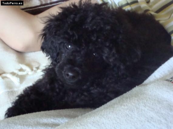 La foto del perro Pepe Foto del perro Pepe