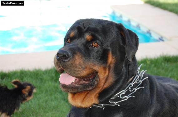 Foto del perro Neron