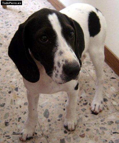 Foto del perro Syndy