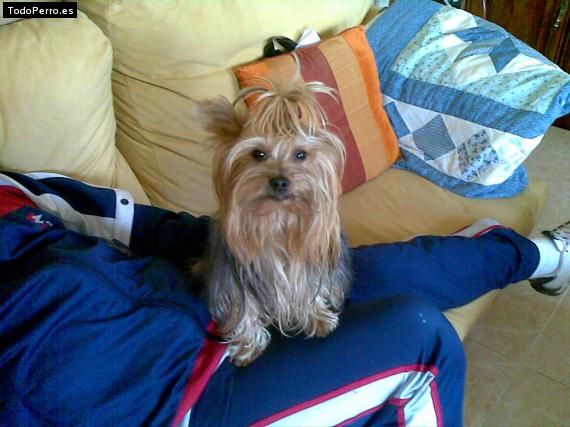 La foto del perro Koko Foto del perro Koko