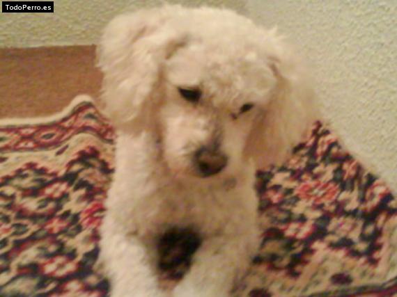 Foto del perro Hugo
