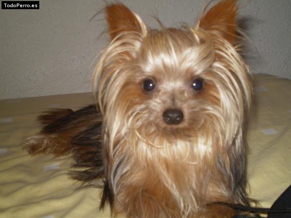 La foto del perro Pitu Foto del perro Pitu