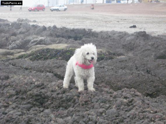 Foto del perro Charloote