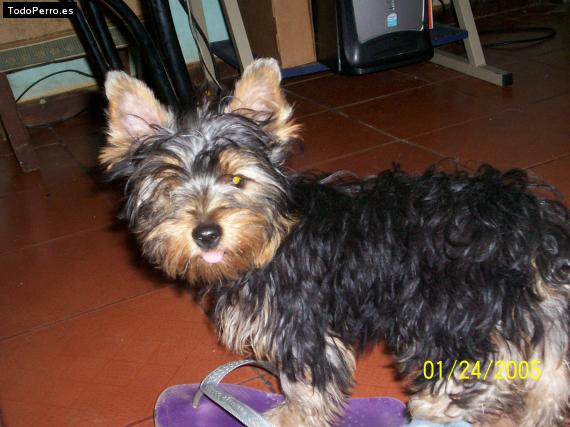 La foto del perro Issa Foto del perro Issa