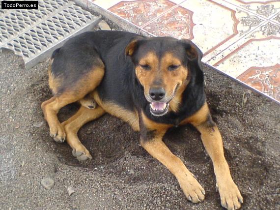 Foto del perro Punky