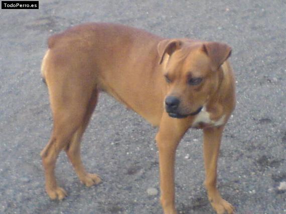 Foto del perro Fiona