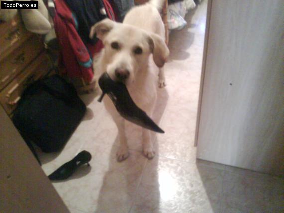 Foto del perro Benny