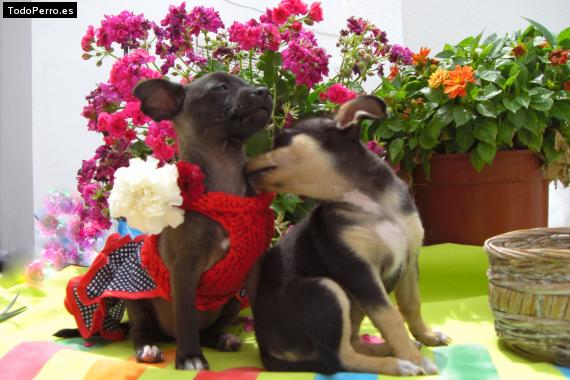 Foto del perro Frida y liliht