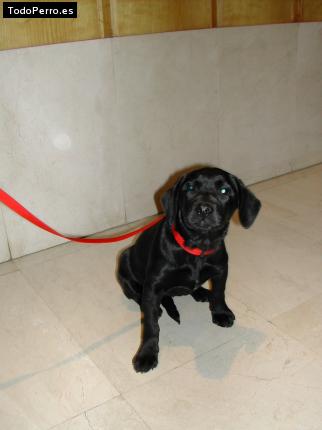 Foto del perro Perla