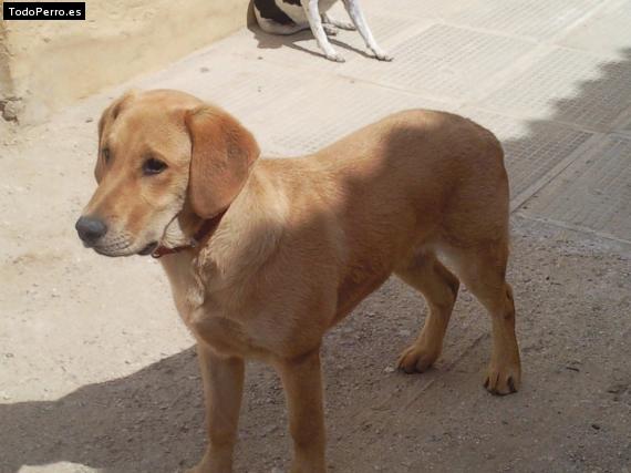 Foto del perro Niko