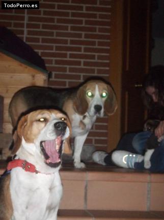 La foto del perro